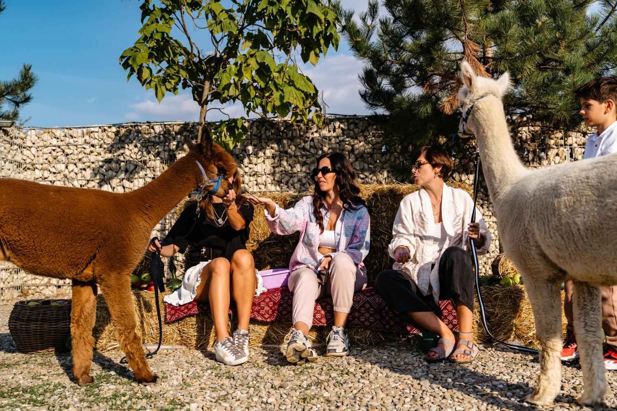 Hotel The Tribe Alpaca Retreat Branesti Exterior foto