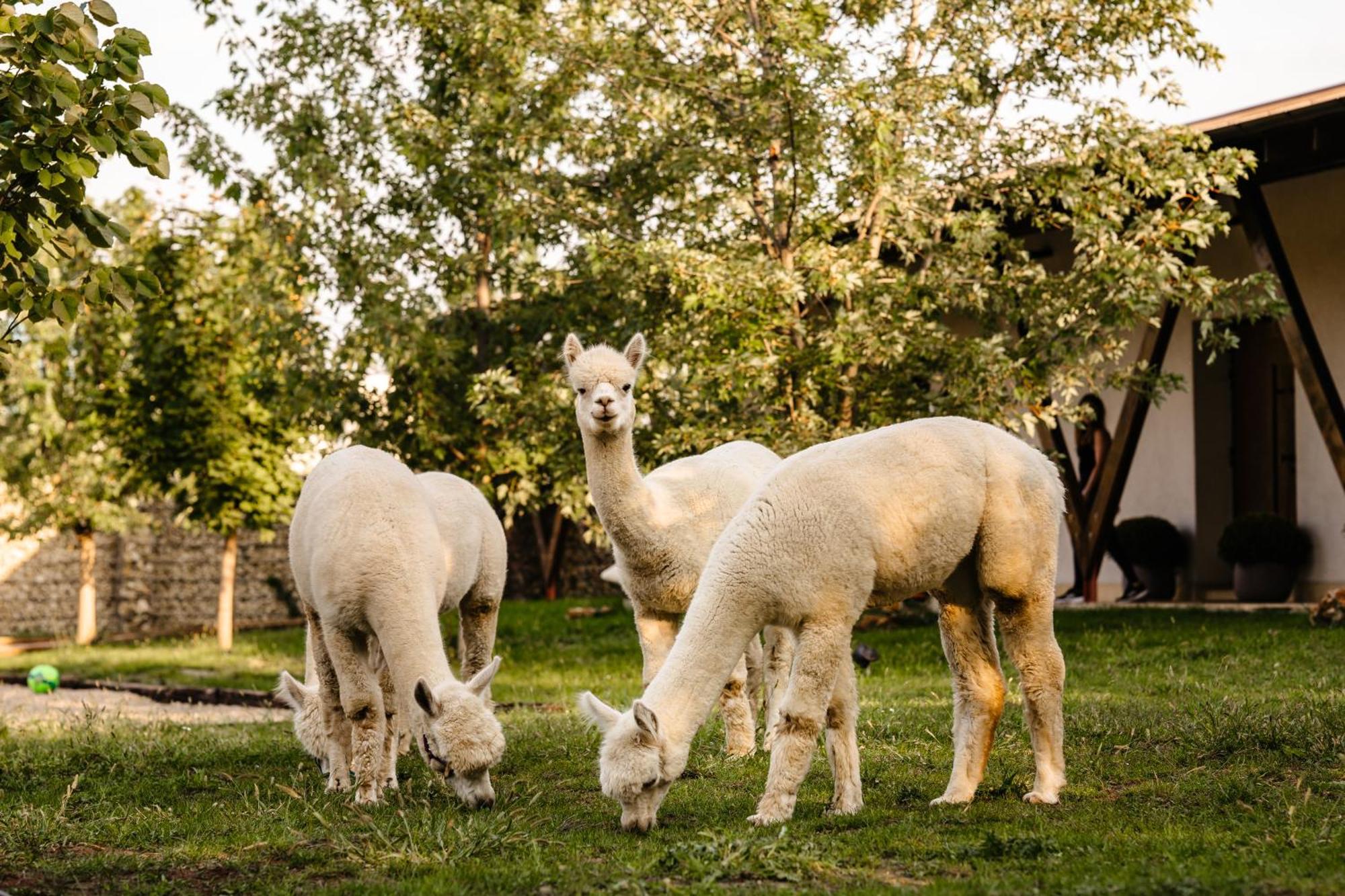 Hotel The Tribe Alpaca Retreat Branesti Exterior foto